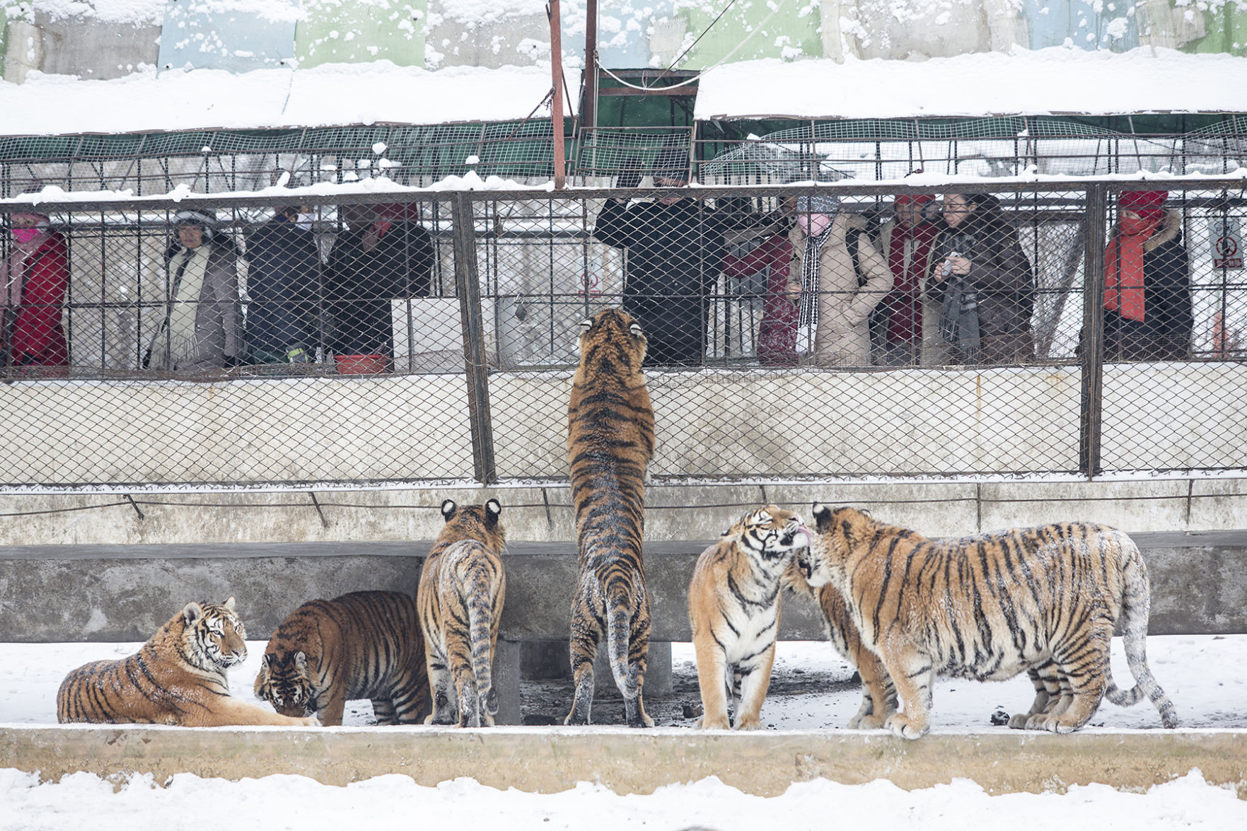 Tiger treats